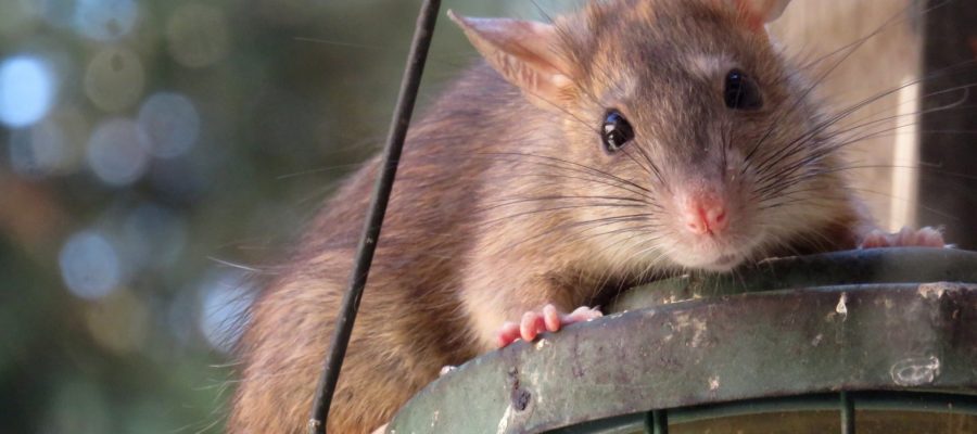 Szczury – gdzie jest ich najwięcej i jak sobie z nimi radzić?